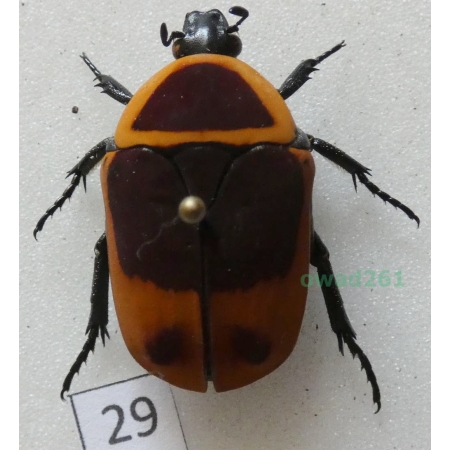Pachnoda marginata peregrina Kolbe, 1906 ex. ovo Czad29